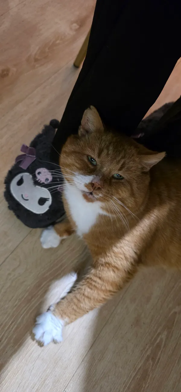 Zaginął kot, Elbląg, Zawada, 25 grudnia 2025 (1/4)