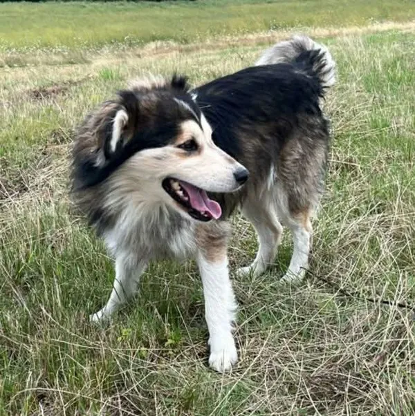 Zaginął pies, Laski, 26 grudnia 2025 (1/2)