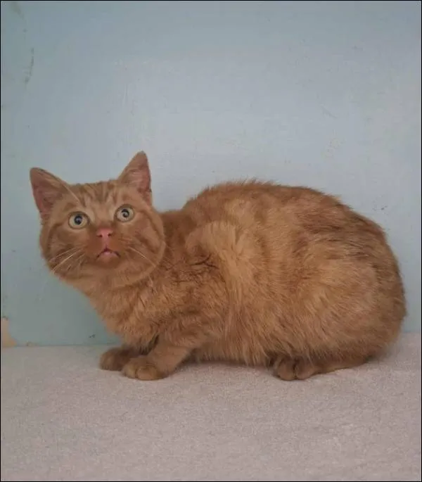 Znaleziono kota, Grudziądz, 24 grudnia 2025