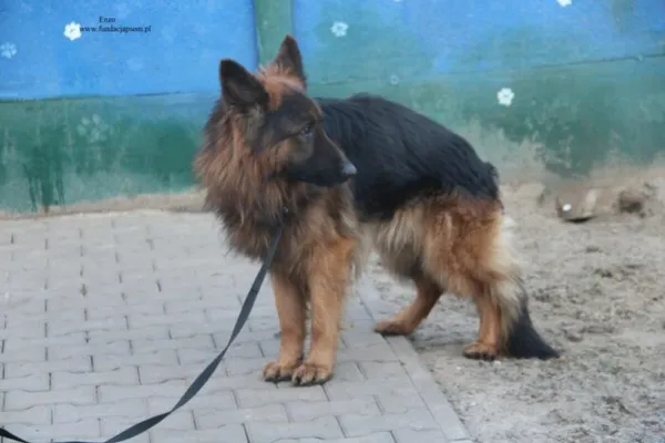 Pies do adopcji, Nowy Dwór Mazowiecki, 25 grudnia 2025 (2/5)