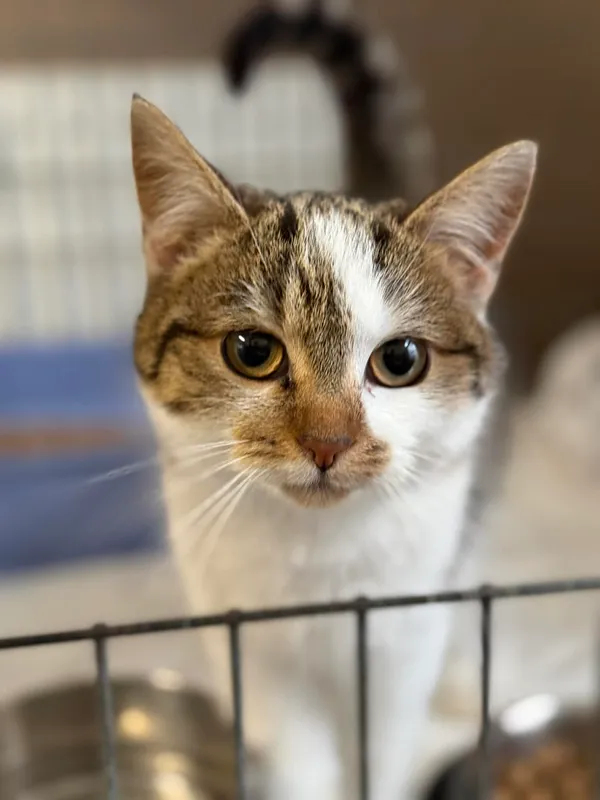 Kot do adopcji, Bydgoszcz, 25 grudnia 2025 (2/3)