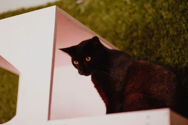 Oddam kota, Warszawa, Kamionek, 26 grudnia 2025 (2/4)