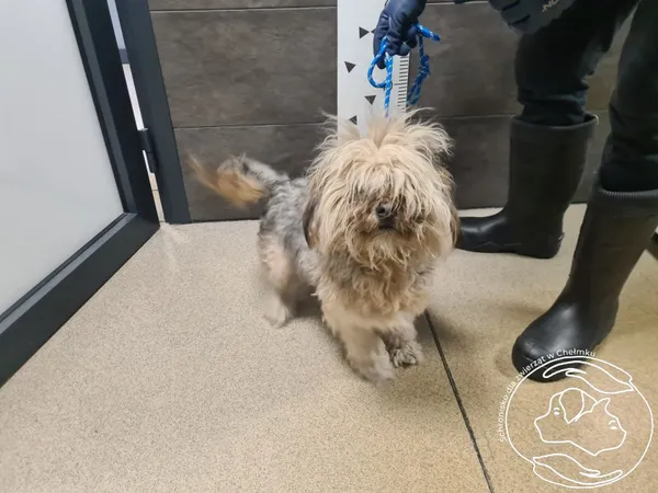 Znaleziono psa, Chełmek, 25 grudnia 2025