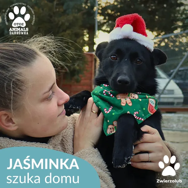 Pies do adopcji, Dąbrówka, 26 grudnia 2025 (1/4)