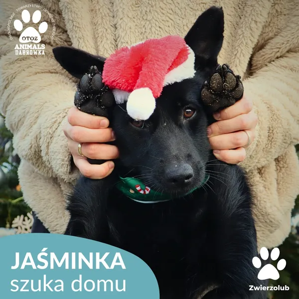 Pies do adopcji, Dąbrówka, 26 grudnia 2025 (3/4)