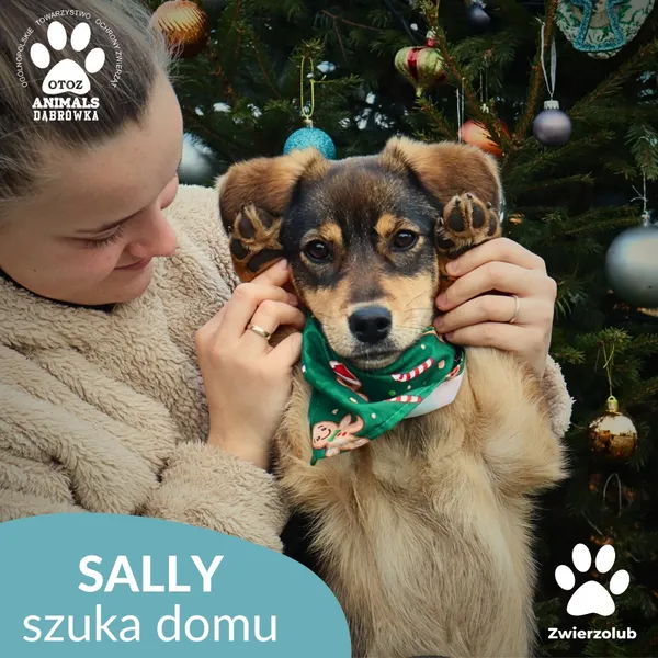 Pies do adopcji, Dąbrówka, 26 grudnia 2025 (1/3)