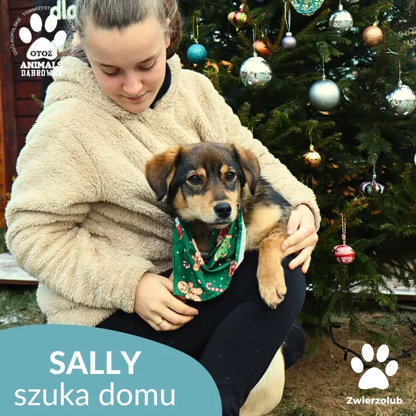 Pies do adopcji, Dąbrówka, 26 grudnia 2025 (2/3)