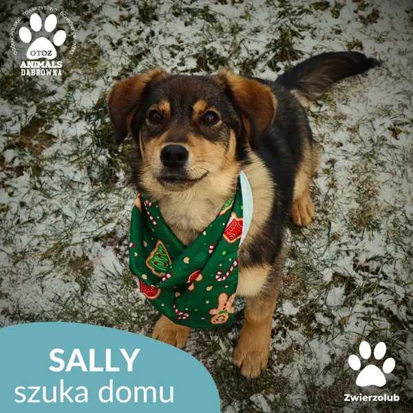 Pies do adopcji, Dąbrówka, 26 grudnia 2025 (3/3)