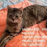 Zaginął kot