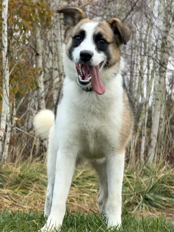 Pies do adopcji, Pieczyska, 26 grudnia 2025 (2/5)