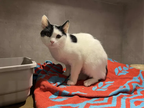 Znaleziono kota, Sosnowiec, 23 grudnia 2025