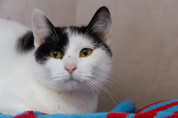 Znaleziono kota, Sosnowiec, 23 grudnia 2025 (1/5)