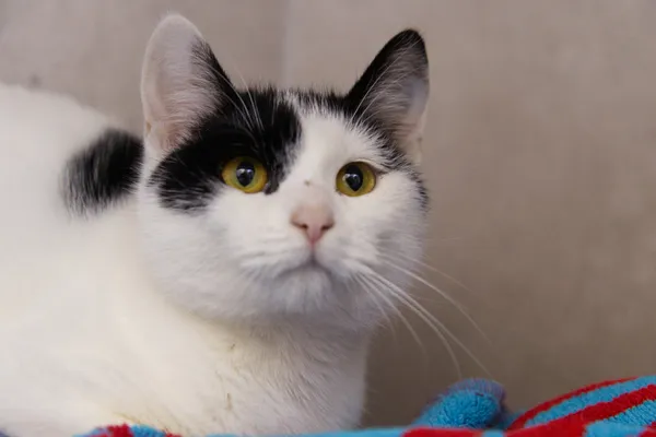 Znaleziono kota, Sosnowiec, 23 grudnia 2025 (2/5)