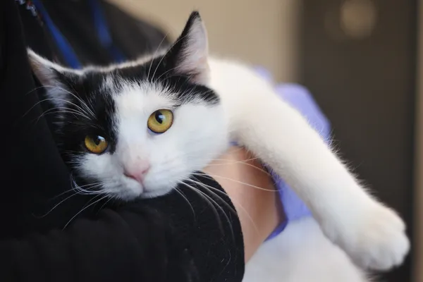 Znaleziono kota, Sosnowiec, 23 grudnia 2025 (3/5)