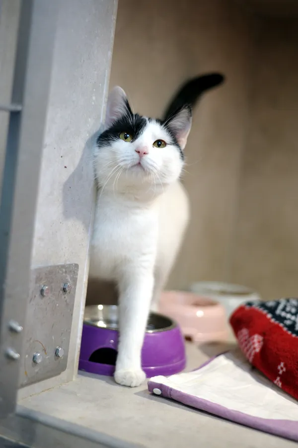 Znaleziono kota, Sosnowiec, 23 grudnia 2025 (4/5)