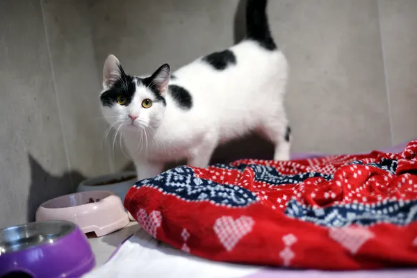 Znaleziono kota, Sosnowiec, 23 grudnia 2025 (5/5)