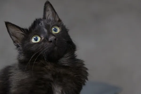 Znaleziono kota, Sosnowiec, 23 grudnia 2025 (1/3)