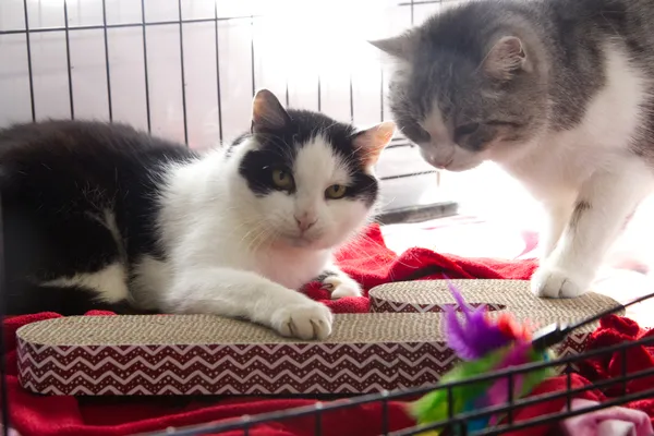 Znaleziono kota, Sosnowiec, 24 grudnia 2025 (1/2)