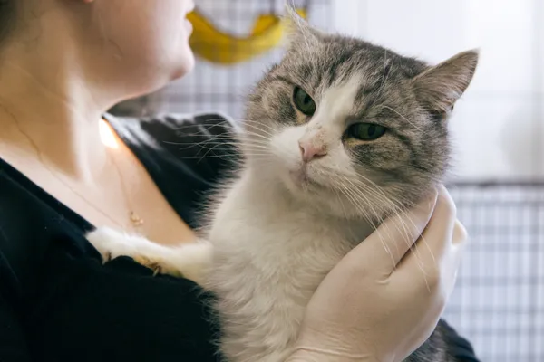 Znaleziono kota, Sosnowiec, 24 grudnia 2025 (2/3)