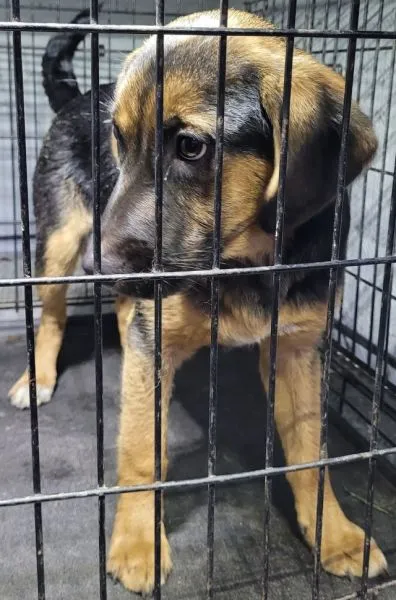 Znaleziono psa, Radom, 23 grudnia 2025