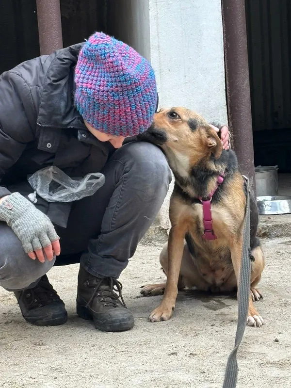 Pies do adopcji, Milanówek, 1 stycznia 2026 (1/4)