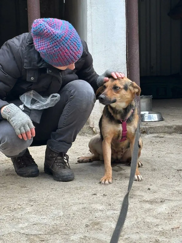 Pies do adopcji, Milanówek, 1 stycznia 2026 (3/4)