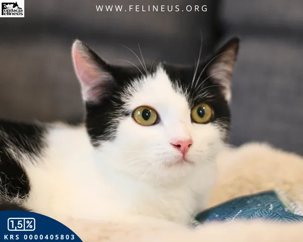 Kot do adopcji, Kielnarowa, 27 grudnia 2025 (2/5)