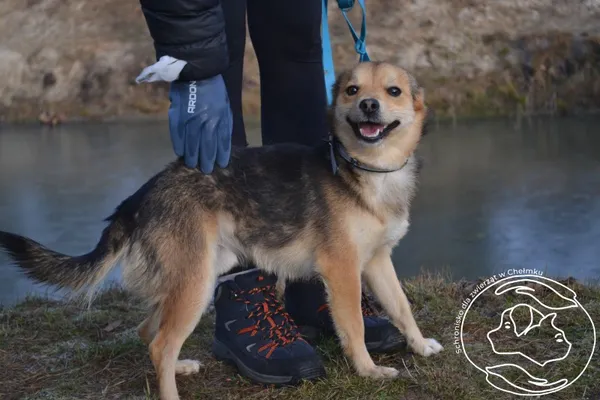 Pies do adopcji, Chełmek, 30 listopada 2025