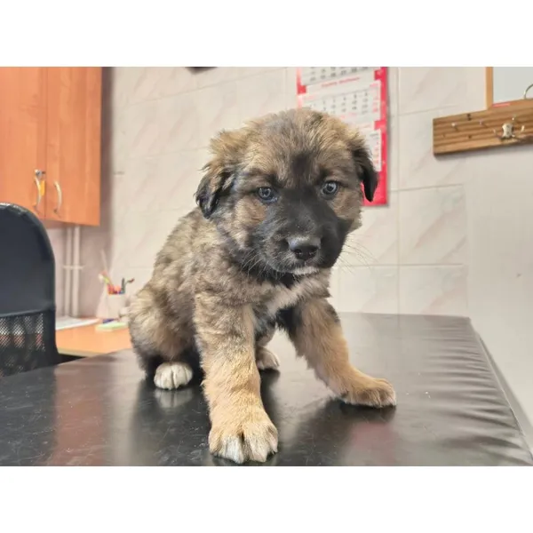 Znaleziono psa, Białystok, 24 grudnia 2025