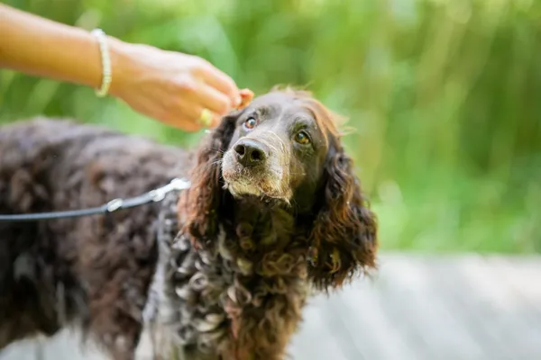 Pies do adopcji, Sosnowiec, 4 czerwca 2025 (2/5)