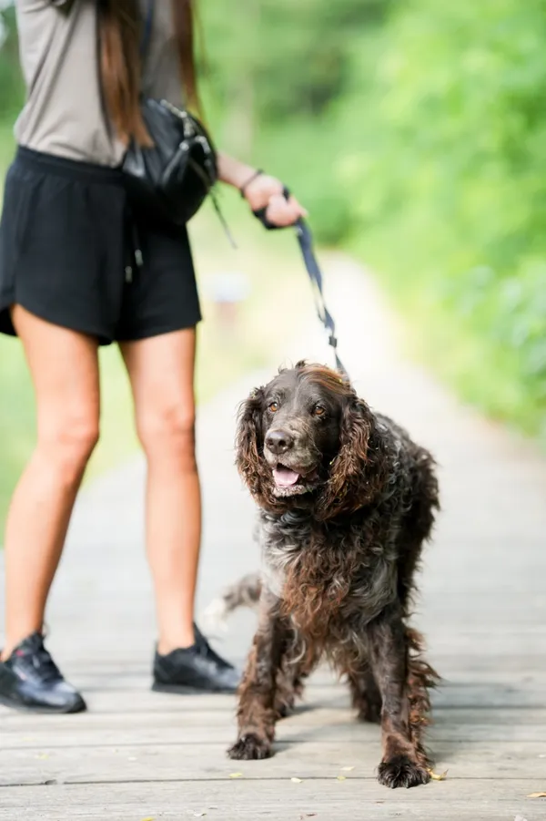 Pies do adopcji, Sosnowiec, 4 czerwca 2025 (3/5)