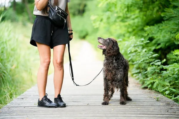 Pies do adopcji, Sosnowiec, 4 czerwca 2025 (4/5)