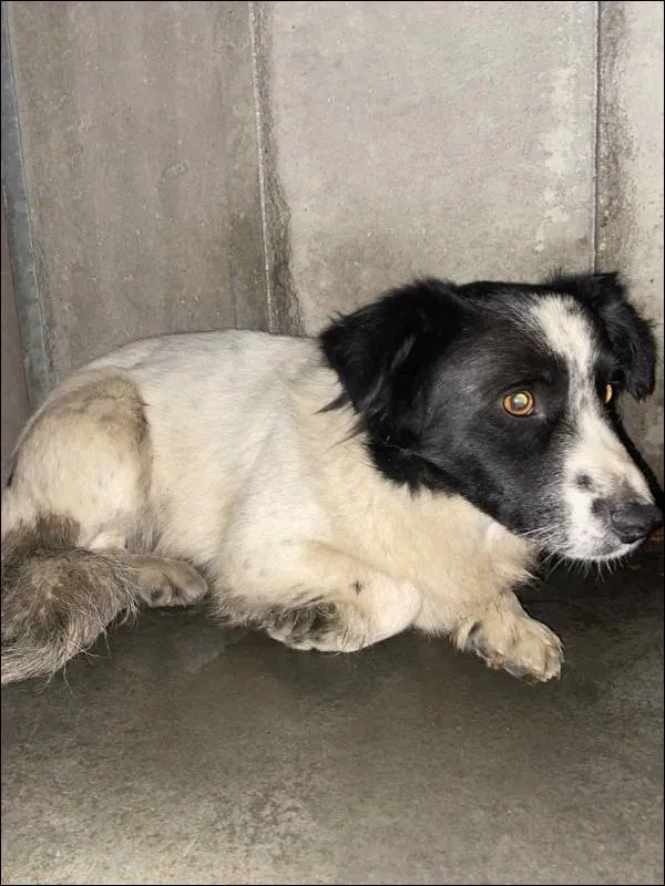 Znaleziono psa, Grudziądz, 27 grudnia 2025