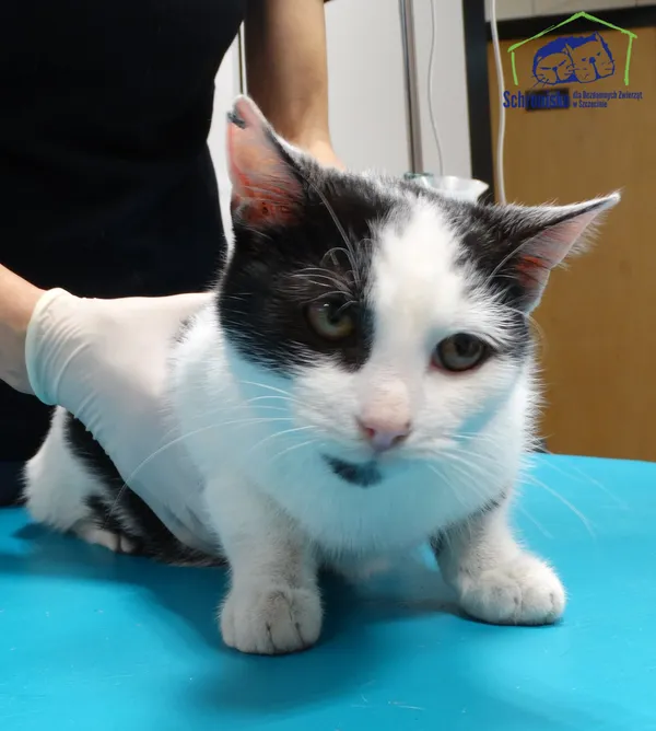 Znaleziono kota, Szczecin, 27 grudnia 2025