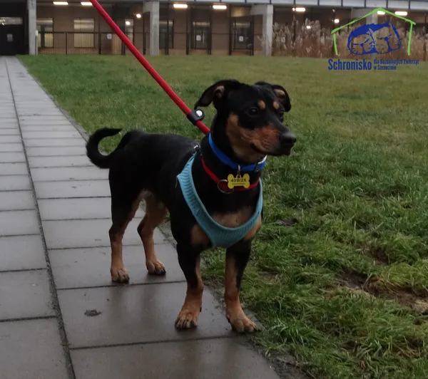 Znaleziono psa, Szczecin, 26 grudnia 2025