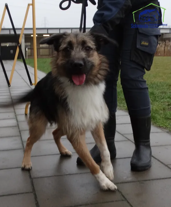 Znaleziono psa, Szczecin, 27 grudnia 2025 (2/2)