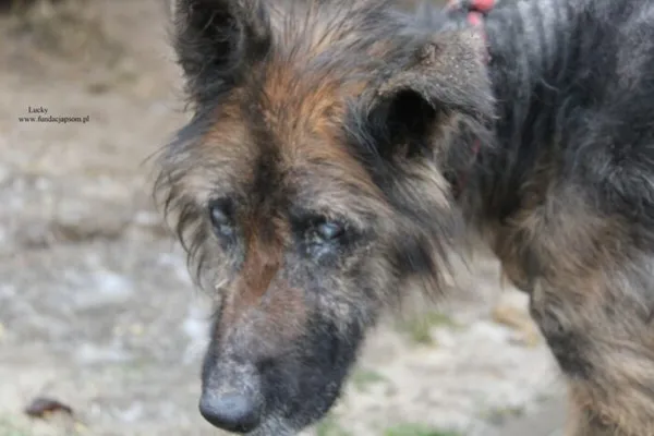 Pies do adopcji, Nowy Dwór Mazowiecki, 27 grudnia 2025 (1/5)