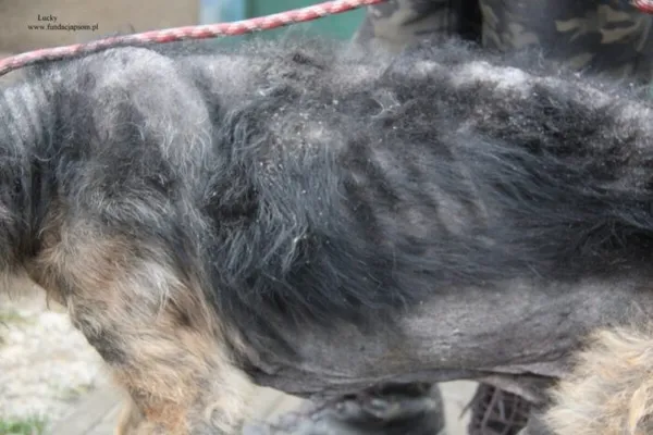 Pies do adopcji, Nowy Dwór Mazowiecki, 27 grudnia 2025 (2/5)