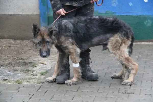 Pies do adopcji, Nowy Dwór Mazowiecki, 27 grudnia 2025 (3/5)