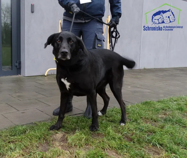 Znaleziono psa, Szczecin, 23 grudnia 2025 (1/2)
