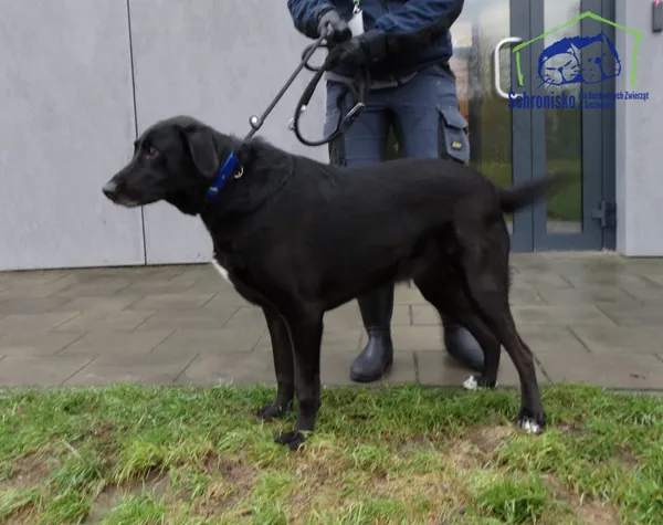 Znaleziono psa, Szczecin, 23 grudnia 2025 (2/2)