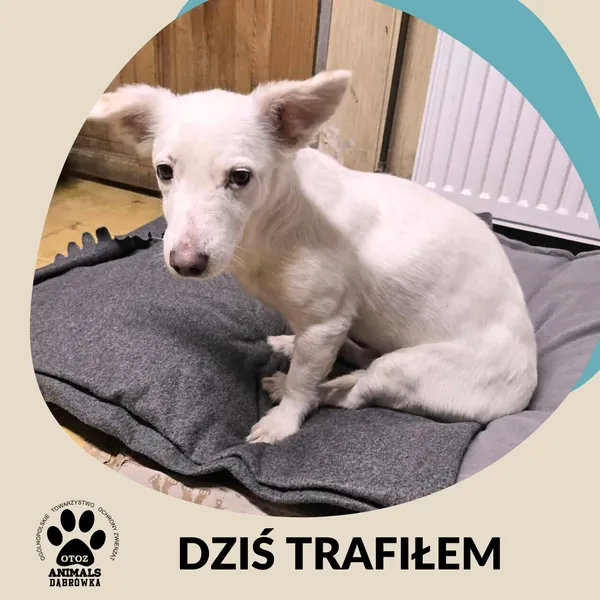 Znaleziono psa, Dąbrówka, 26 grudnia 2025