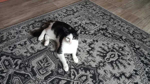 Zaginął kot, Lipnica Wielka, 28 grudnia 2025