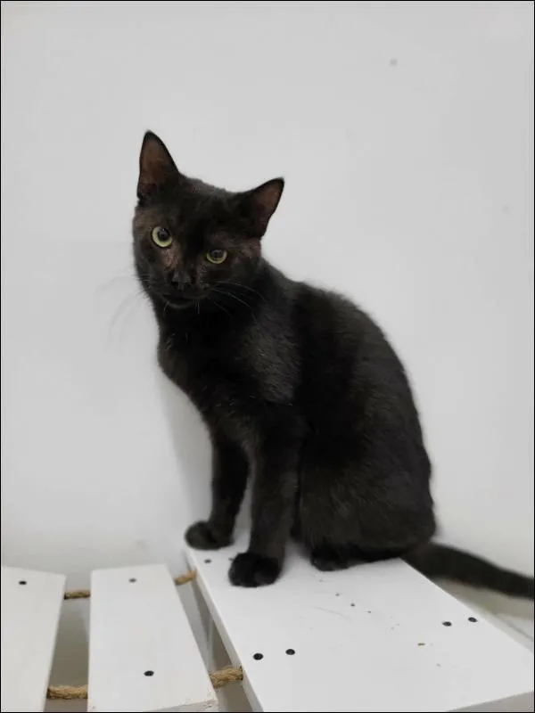 Znaleziono kota, Grudziądz, 18 czerwca 2025