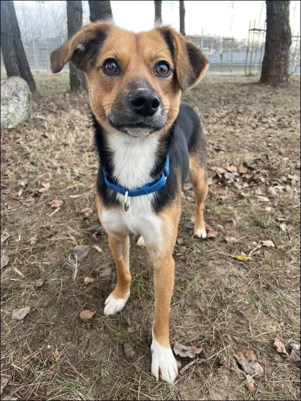 Znaleziono psa, Grudziądz, 17 listopada 2025