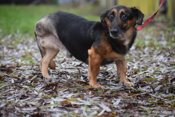 Znaleziono psa, Toruń, 22 października 2025