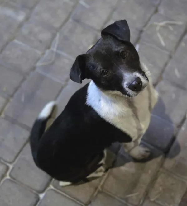 Pies do adopcji, Zgierz, 28 grudnia 2025 (1/4)