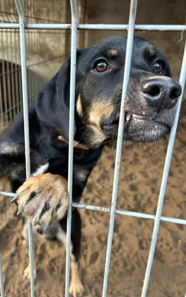 Pies do adopcji, Przyborówko, 28 grudnia 2025 (1/3)