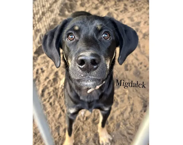 Pies do adopcji, Przyborówko, 28 grudnia 2025 (3/3)