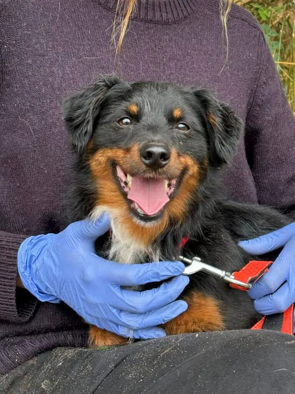 Pies do adopcji, Przyborówko, 28 grudnia 2025 (1/3)